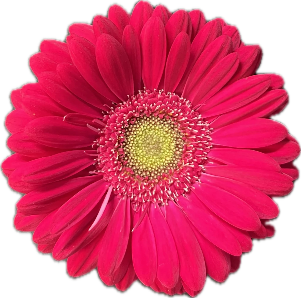 BRAMBLE