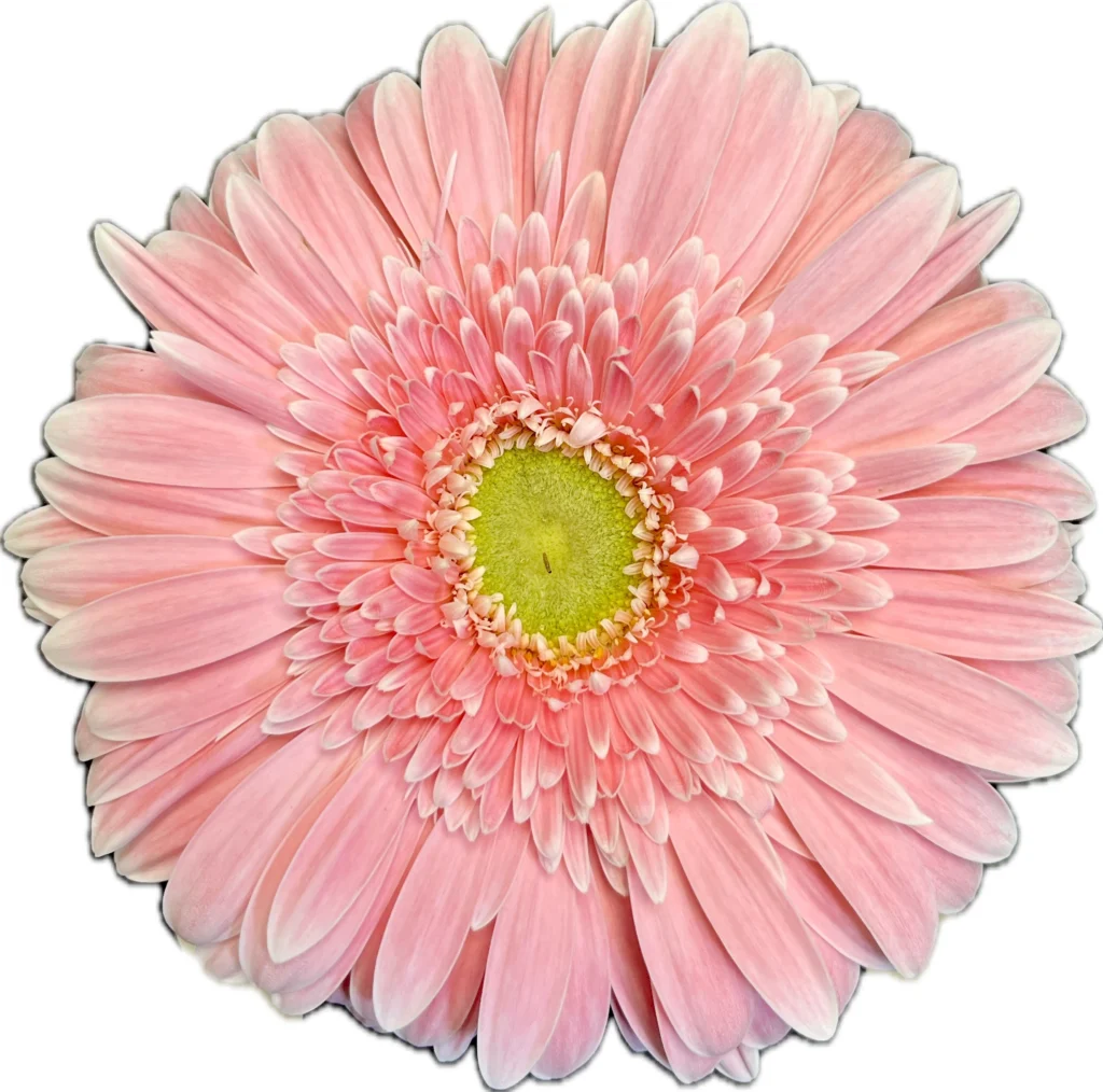 big pink