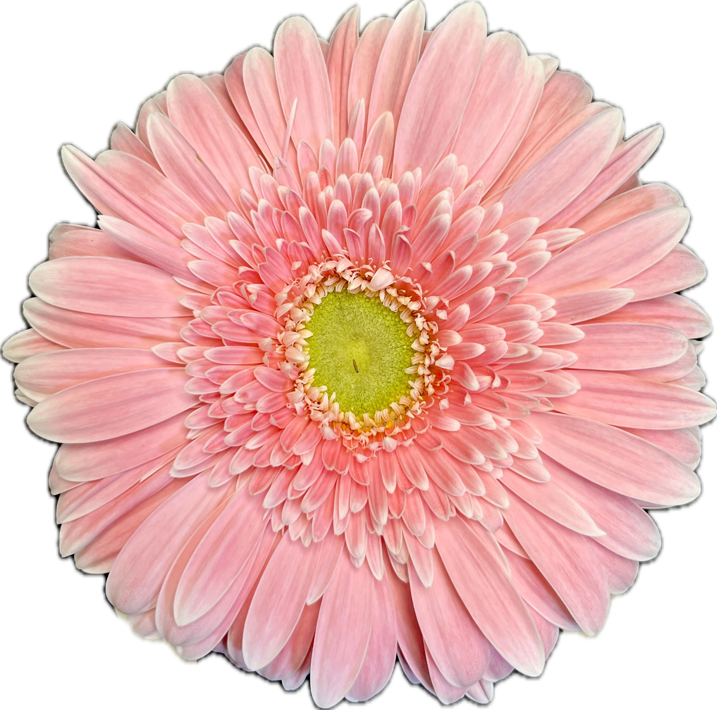 Gerbera BigPink