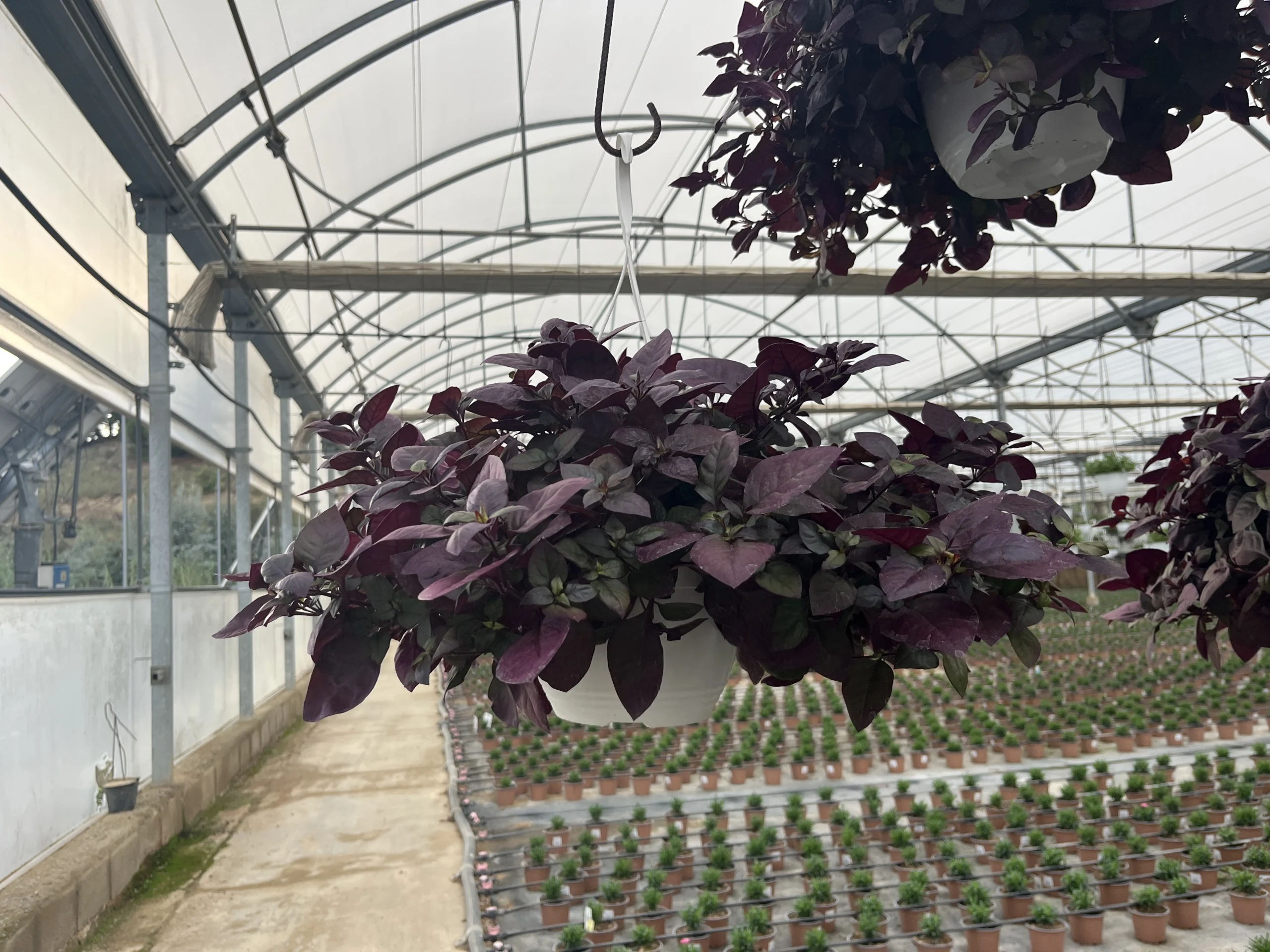 Alternanthera "purple knight"