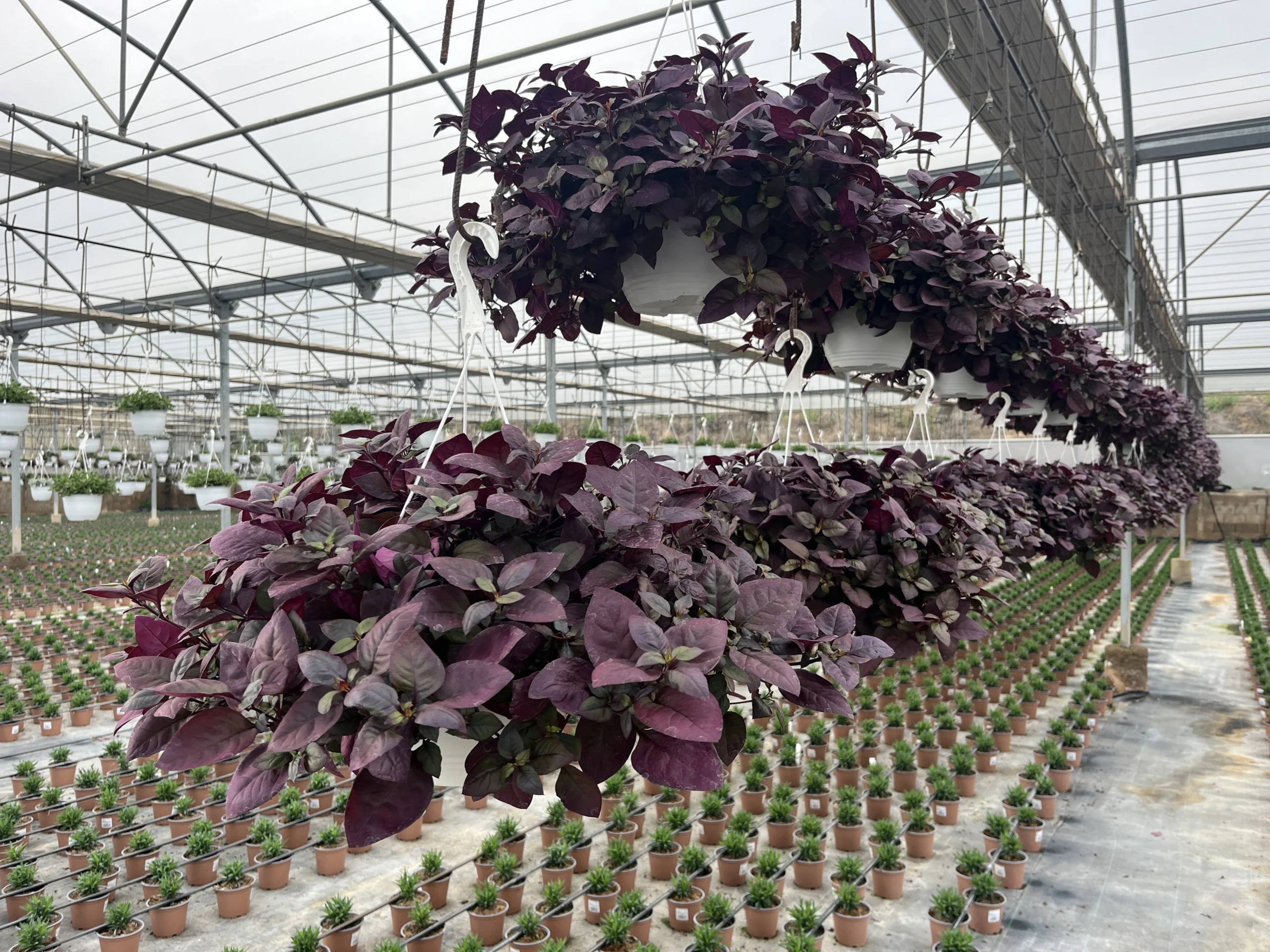 Alternanthera "purple knight" - Imagen 2