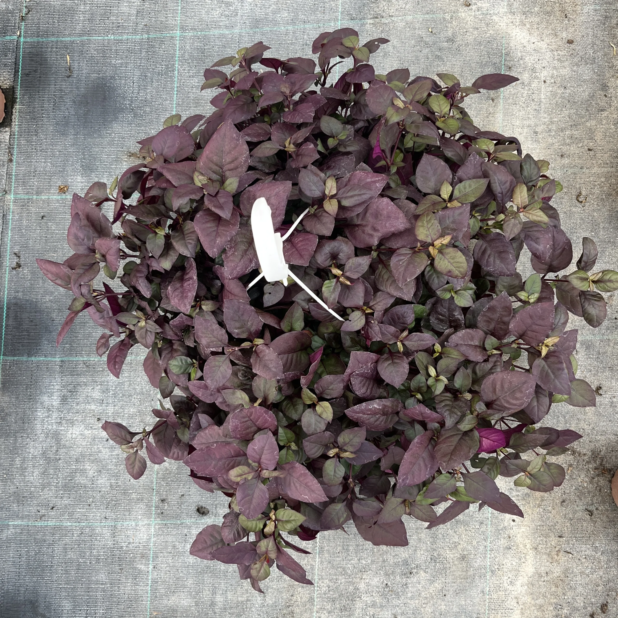 Alternanthera "purple knight" - Imagen 3